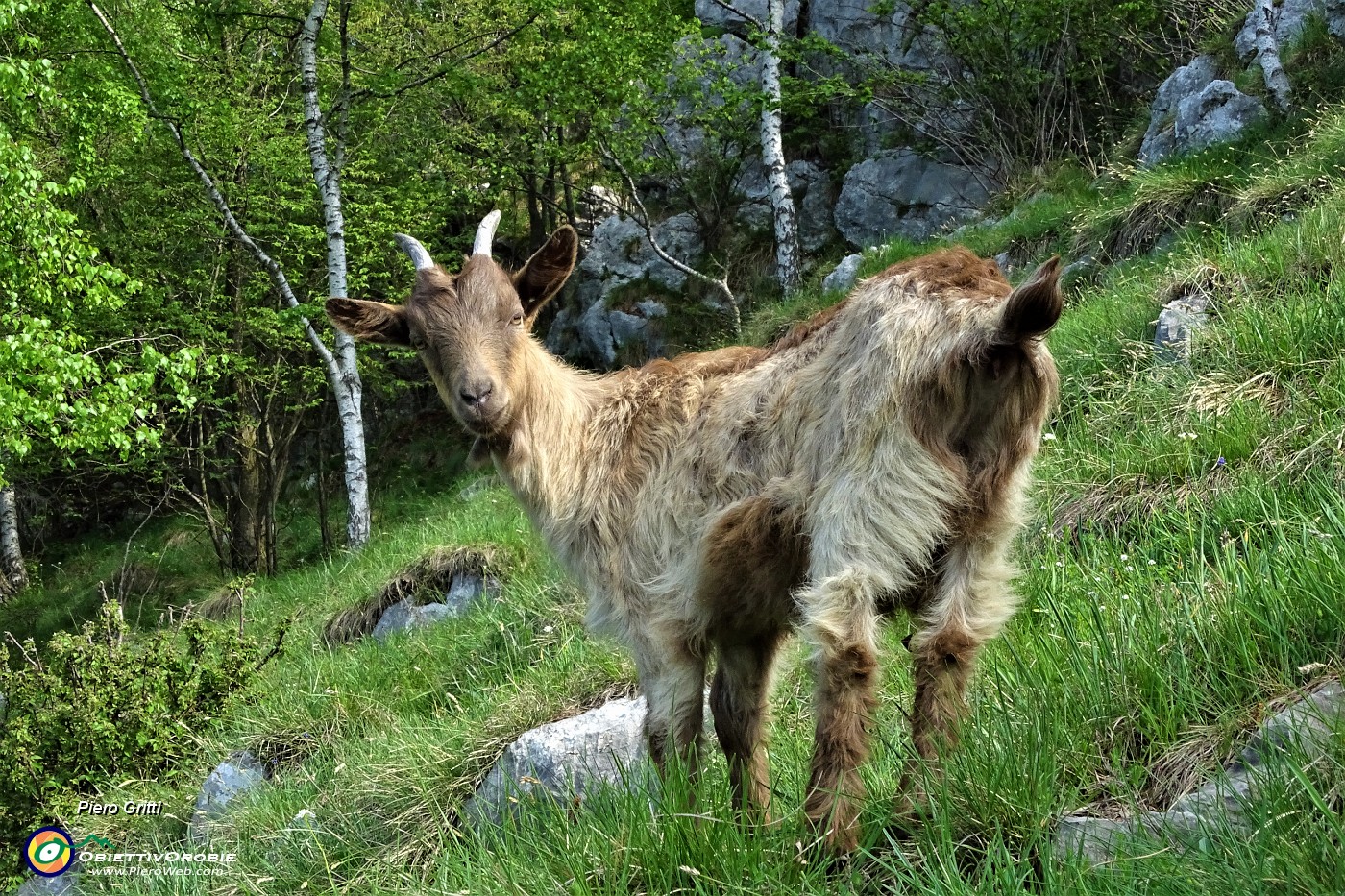 32 Capretta orobica.JPG